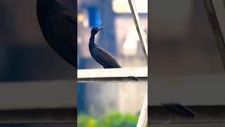 Great Cormorant natureworlds shortsvideo [upl. by Eben980]