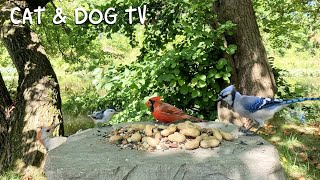 🔴247 LIVE Fall Edition Cat TV for Cats to Watch 😺 Birds Chipmunks Squirrel 🍁 [upl. by Adall]