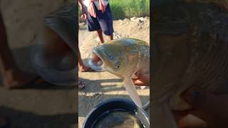 Fishing video Big grass carp fish caught in pond trending shorts fish fishingdaily fishinglife [upl. by Enitselec957]