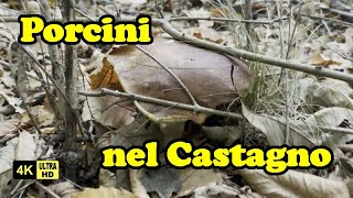 FUNGHI PORCINI di Castagno alle battute finali passati brutti ma molto grandi [upl. by Tabshey]