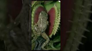 Amazing Woow venus fly trap plant facts in Urdu and Hindi nature secrets [upl. by Ellwood]