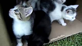 10 Kittens 1st Day Outside  Cute Cats Playing  Adorable Animals [upl. by Huebner963]