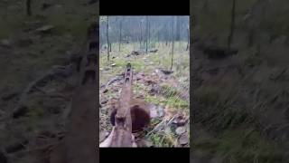 I FOUND A SOVIET PPSH  WWII METAL DETECTING [upl. by Inohs299]