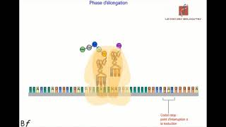 GénétiqueLes étapes de la traductionSynthèse des protéinespartie 4 [upl. by Dail]