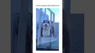 Dogs being cute part 2 funnydog funnypet cutedog doglover dog [upl. by Monroy]