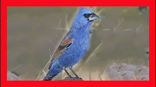 Blue Grosbeak Song Blue Grosbeak Call Blue Grosbeak Sound Blue Grosbeak Singing Blue Grosbeak [upl. by Fillbert]