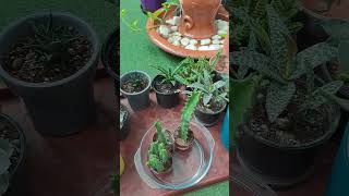 🌵 How To Water Cactus And Succulents 🌵  Bottom Watering of Cacti And Succulents thehomeplants [upl. by Oizirbaf]