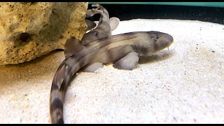 アラビアンカーペットシャーク Arabian carpetshark Chiloscyllium arabicum [upl. by Ielhsa616]