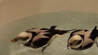 Longtailed Duck patients rehabilitated and released [upl. by Wolfram]