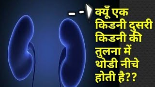 Why right kidney is slightly lower than left kidneyexplained in hindi abhi techno [upl. by Ranit256]