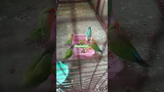 African love birds morning food [upl. by Annaej]