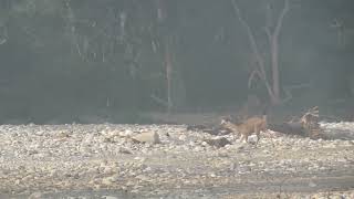 MVI 0070 Nilgai crossing the riverbed Dehradun Rajaji 161124 morn [upl. by Analim654]