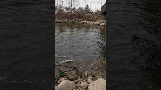 Steelhead Fishing ​⁠faonvlogs419 Nov142024  steelheadfishing troutfishing shortvideo [upl. by Hillard]