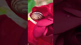 Snail on the rose flower wildlife snail roseflower nature redrose [upl. by Enitsirc300]