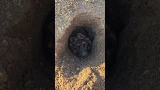 Dog plays in hole in Viterbo Italy [upl. by Moya348]