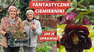 Ciemierniki  jak uprawiać gdzie sadzić jak rozmnażać ciąć i nawozić [upl. by Aromas]