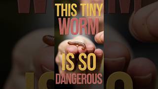 Inchworm is Dangerous 😮youtubeshortsanimals [upl. by Foster116]