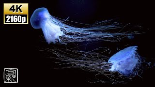 Unveiling the Secret of a Sleep😴in Dreamland Captivating💙Blue Candyfloss🪼Jellies 4K UHD [upl. by Hama778]