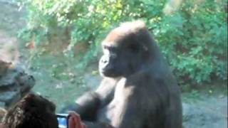 Amazing Gorilla Waves Hello at Bronx Zoo [upl. by Ynos939]