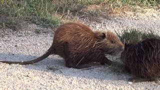 Faszinierende Tierwelt der Camargue [upl. by Tat]