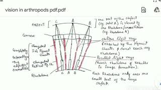 COMPOUND EYE Structure and Working Vision in Arthropods [upl. by Jean]