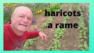 comment semer les haricots à rames [upl. by Joed]