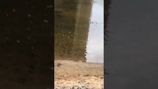 Water moccasin swimming in Rappahannock River [upl. by Uriah]