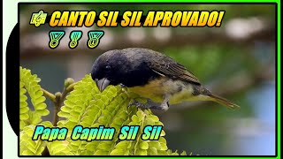 PAPA CAPIM SIL SIL🎶 BAIANO🎶HÁ 8 ANOS ENSINANDO CANTO🎼SIL SIL🎼 APROVADO 🏅🎖️🥇 papacapim [upl. by Eppie]