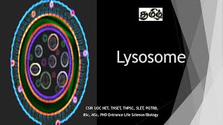 Lysosome  Biogenesis and synthesis Tamil CSIR NET TNSET GATE  PGTRB BSc MSc PhD [upl. by Akirej]