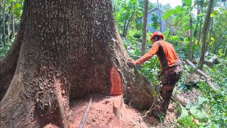 Expensive Tree dark red mahogany tree felling  stihl ms 881 [upl. by Ahseinet]