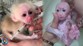 Abandoned Baby Monkey AKA pneumonia adoption process at the veterinary station  Monkey Aka [upl. by Eaned]