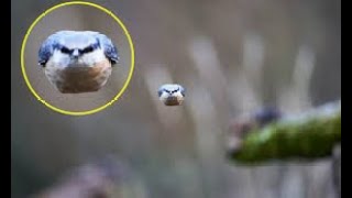 Unexpected Discovery Oregon Photographer Captures Rare Bird in Stunning Shot [upl. by Ecinahs963]