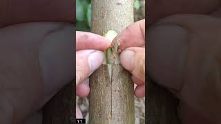 Easy Plants Grafting Skills grafting fruittrees satisfying plants tree shorts [upl. by Morena775]