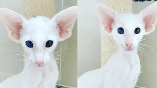 THE MOST BEAUTIFUL ORIENTAL SHORTHAIRS [upl. by Kina]