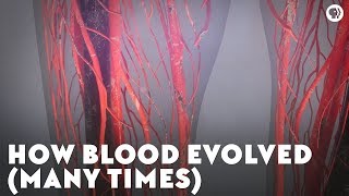 How Blood Evolved Many Times [upl. by Ker]