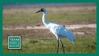 PBS Trailer  Watching Whoopers Fort Boggy amp Time Capsule [upl. by Erimahs555]