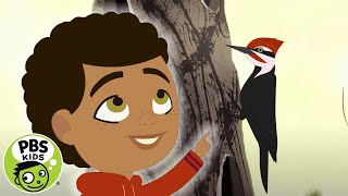 Through the Woods  Rider and the Woodpecker  PBS KIDS [upl. by Fabrianna]