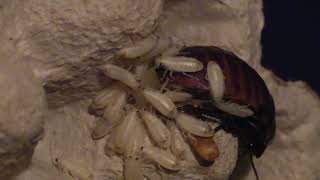 Madagascar hissing roach feeding babies [upl. by Bengt582]