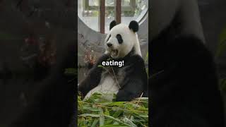 5 Hilarious Facts About Pandas You Didnt Know 🐼😂 factspanda shorts [upl. by Drolyag]