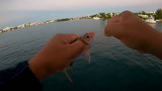 Bread fishing baits Another Night fishing Adventure fishing fish kuyafonsvlog [upl. by Chin]