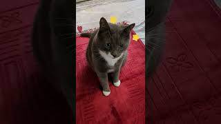 RUSTAM AND HIS MAGIC CARPET 😍 enjoy youtube magiccarpet shortvideo youtubeshorts rustam cat [upl. by Stroup]