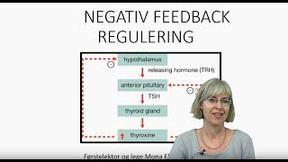 Det endokrine systemet Negativ feedback regulering [upl. by Cadman]