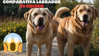 🐶GOLDEN VS LABRADOR🦮 Diferencias entre labrador retriever y golden retriever🦮DATOS Y CARACTERISTICA [upl. by Lelia]