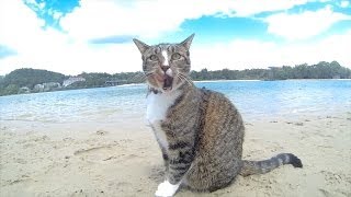 HAPPY DOGS amp CAT in AUSTRALIA  Pharrell Williams quotHAPPYquot song [upl. by Anidal]