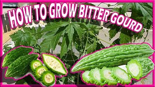 How to Grow Ampalaya Bitter Gourd Momordica Charantia AKA Bitter Melon Apple Growing Guide From Seed [upl. by Zavras]