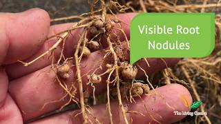 Nitrogen Fixation  Identify Root Nodules [upl. by Laural]