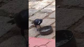 KaakkaMalayalam  crow English🇮🇳 [upl. by Edny]