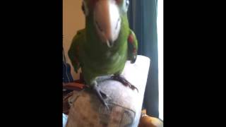 red fronted conure screaming [upl. by Tricia]