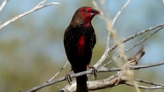 Pilbara Inhabitants  FINCHES [upl. by Miru]