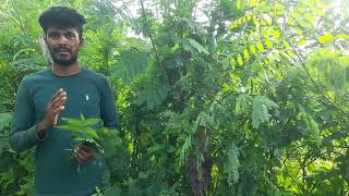 பசுந்தீவனம் வளர்ப்பு Part 04 ipill agriculturalsystem  fodder tree legumes அவரையினம் [upl. by Aysa]